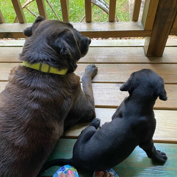 Meet your Posher, Sandy - Picture 10 of 10